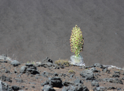 剑,自然,美国,水平画幅,无人,太平洋岛屿,银字蕨植物,户外,毛伊岛,自然纹理