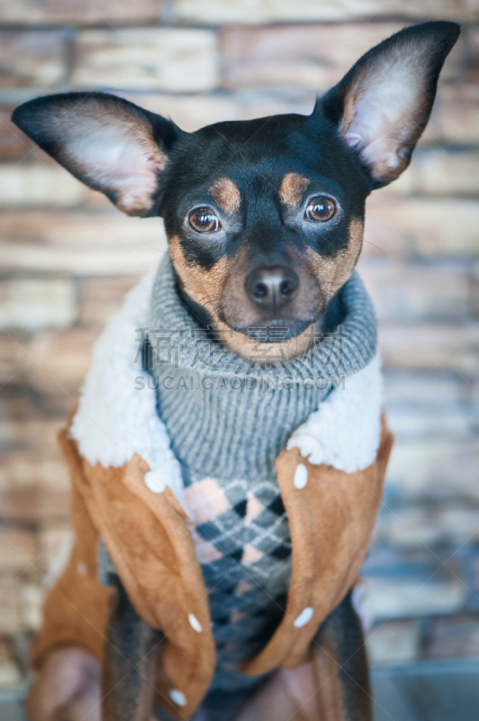 狗,衣服,哈巴狗,toy terrier,垂直画幅,美,褐色,梗犬,夏天,户外