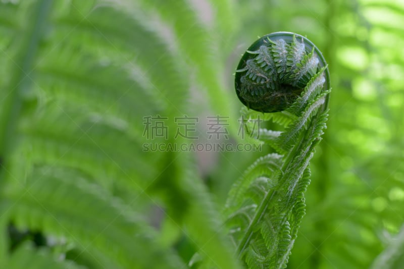 维纳尔,彩色图片,叶子,绿色,秧苗,蕨类,青年人,水平画幅,枝繁叶茂,无人