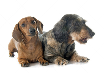 两只动物,腊肠犬,钢毛德国猎犬,猎犬,纯种犬,水平画幅,进行中,嬉戏的,古老的,白色背景