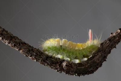 多毛的,毛虫,黄色,色彩鲜艳,水平画幅,无人,特写,棍,植物,害虫