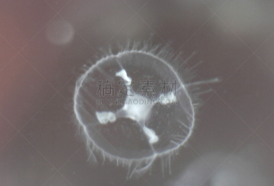 桃花,水母,在下面,水,水平画幅,过大的,母马,商业潜水员,两只动物,动物主题