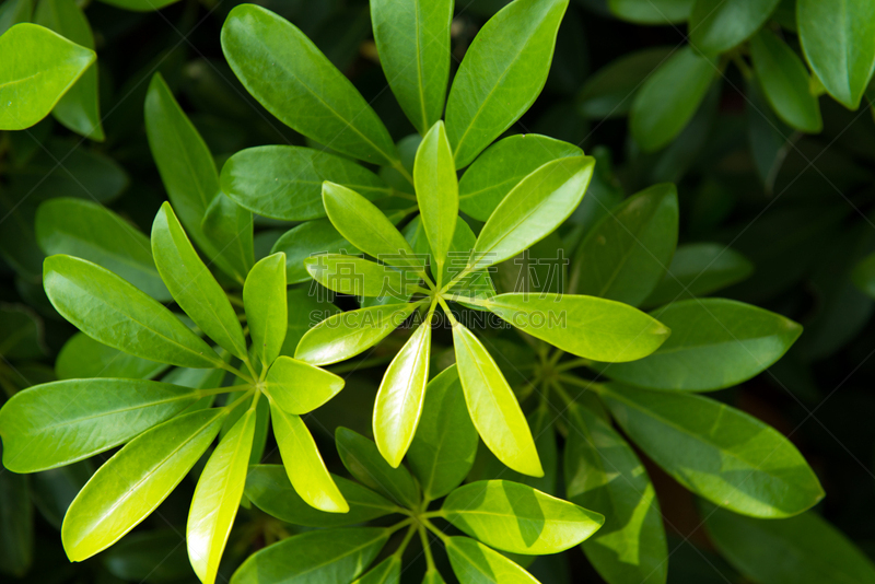 伞状植物,叶子,皇后伞树,自然,水平画幅,绿色,枝繁叶茂,无人,热带树,热带雨林