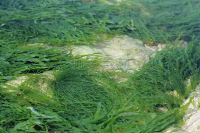 海草,在下面,水,水平画幅,绿色,枝繁叶茂,沙子,无人,藻类,主要海洋