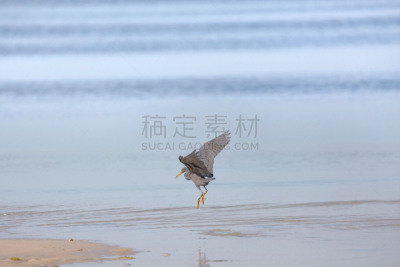 白鹭,岩鹭,海洋,水,蓝色,礁石,浅的,太平洋,退潮,觅食