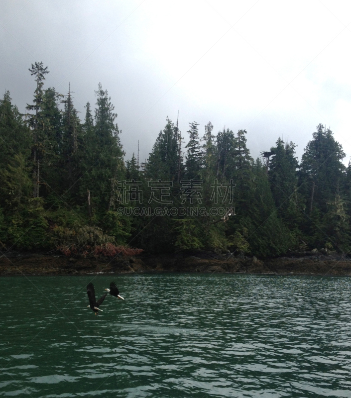 Bald Eagles feeding on fish near Ketchikan, Alaska.