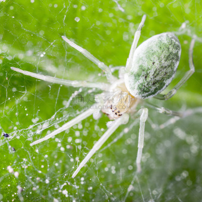 绿色,蜘蛛,mesh-web spider,螨,织巢鸟,蜘蛛纲,野外动物,特写,害虫,大特写