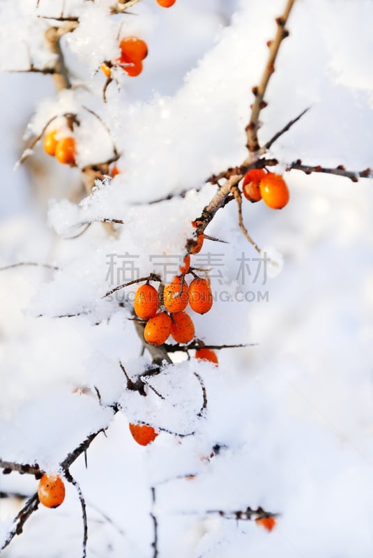 海洋,橙子,垂直画幅,雪,无人,荆棘,户外,特写,白色,植物