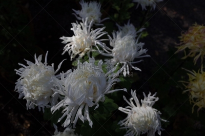 白色,菊花,江户时代,传统,清新,仅一朵花,枝繁叶茂,自然美,植物,户外