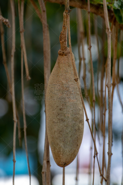 食品,水果,悬挂的,腊肠树,饮料,厄立特里亚,乍得,植物,背景,非洲之角