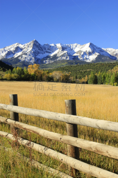 uncompahgre national forest,科罗拉多州,达拉斯市,海登山,斯奈佛尔斯山脉,奥瑞县,白杨类,垂直画幅,天空,雪