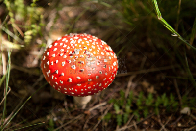 毒蘑菇,斑点,红色,水平画幅,无人,户外,特写,白色,真菌,伞形毒菌