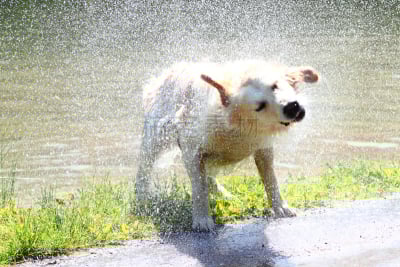 金毛寻回犬,假人撞击测试,水,草地,纯种犬,水平画幅,秋天,湿,夏天,户外