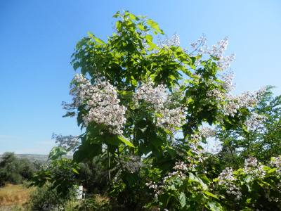 自然,春天,植物,水平画幅,无人,特写,自然美,西班牙,花,树