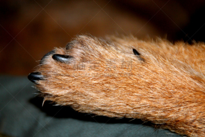 博德猎狐犬,趾甲,爪子,特写,防护品,动物毛,纯种犬,水平画幅,无人,梗犬