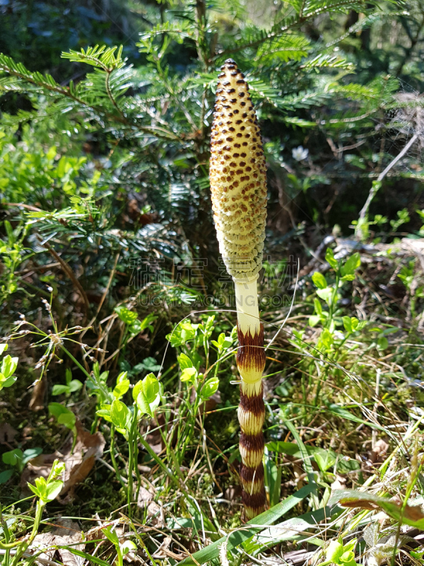 马尾,垂直画幅,孢子,乳突,苔藓,阴影,户外,孢子囊,根状茎状植物,太阳