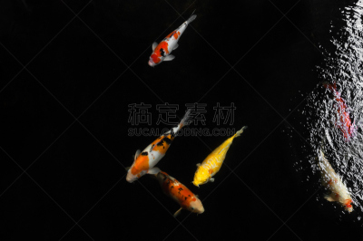 锦鲤,鱼类,多色的,水景花园,水,美,水平画幅,巨大的,户外,湖