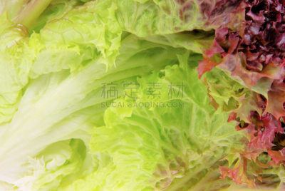 lollo rosso,水平画幅,绿色,素食,无人,有机食品,红色,植物,莴苣,彩色图片