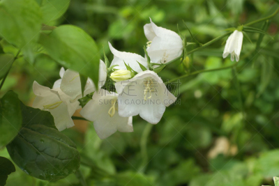 风铃草属,特写,白色,露水,大特写,Pretty Phacelia,石生风铃草,美,水平画幅,花