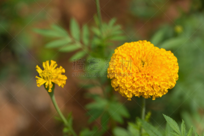 万寿菊,菜园,自然美,美,水平画幅,夏天,毛莨科,户外,草,泰国