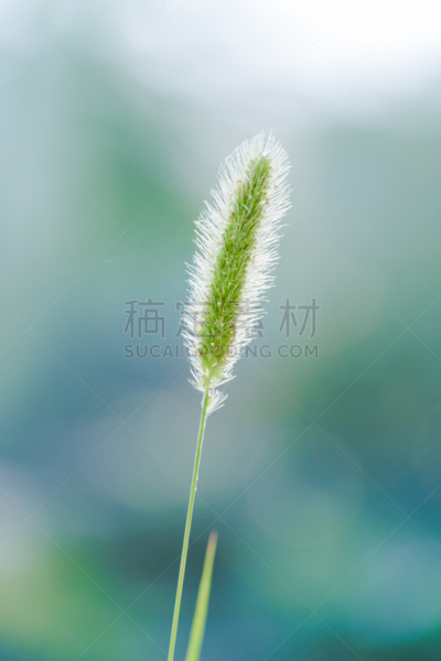 Green bristlegrass