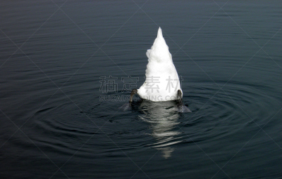 尾巴,损失,动物头,燕式跳水,自然,水,野生动物,水平画幅,无人,鸟类
