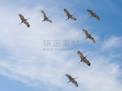 沙丘鹤,式样,v形,鸟编队飞行,卷云,天空,水平画幅,蓝色,动物迁徙,鹤