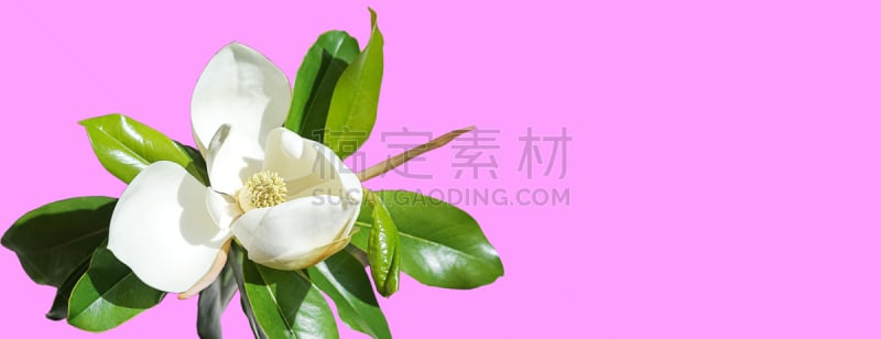 春天,玉兰类,夏天,白色,霓虹灯,花朵,花蕾,留白,概念,选择对焦