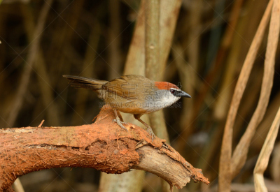 chestnut-capped babbler,热带鸟,水平画幅,无人,鸟类,动物身体部位,野外动物,户外,泰国,雨林
