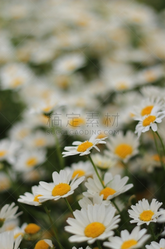 Daisies İn Garden