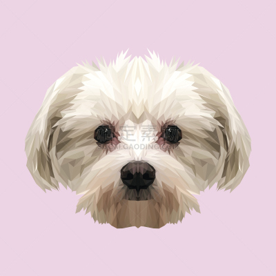 低多边形效果 ,绘画插图,矢量,式样,三角形,动物,马尔他犬,狗狗障碍赛,低的,狗