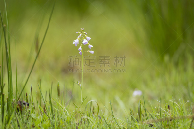 草甸碎米荠,清新,草地,湿,杜鹃鸟,叶猴,蒲公英,天空,农业建筑,草坪