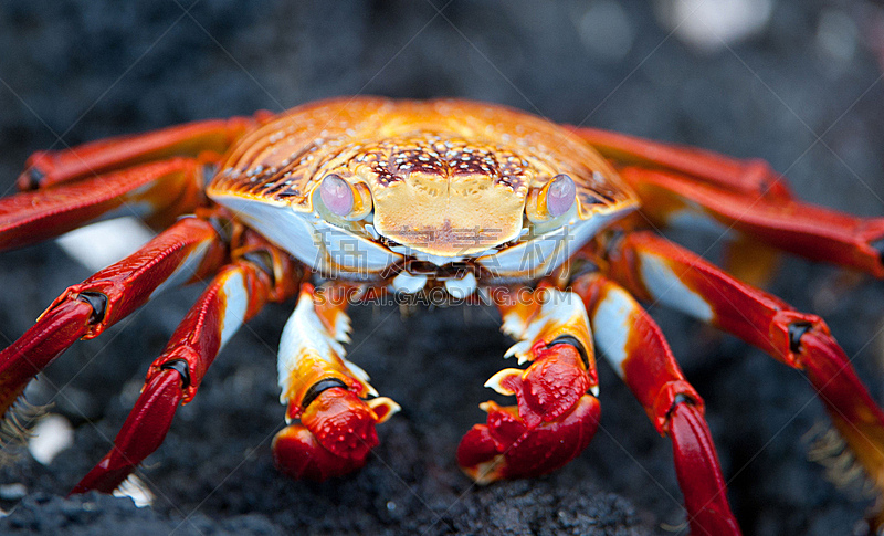 红石蟹,厄瓜多尔,水平画幅,无人,甲壳动物,摄影