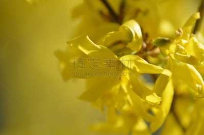 连翘属植物,宫灯百合,水平画幅,无人,户外,生日,开花时间间隔,前景聚焦,花蕾,植物