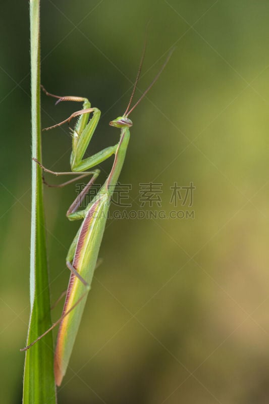 垂直画幅,植物,无人,动物,螳螂,昆虫,摄影