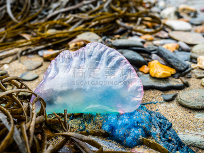 portuguese man o' war,水平画幅,沙子,无人,海岸地形,户外,自然的窗子,siphonophora,触须,充气品
