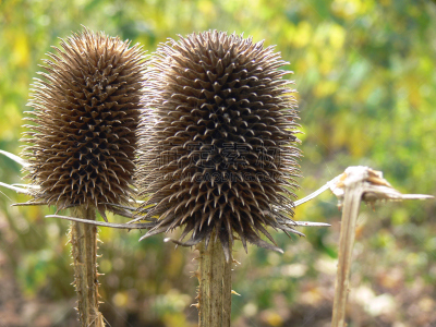 verblühte Distel 4