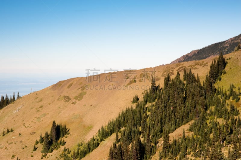 飓风山脊,奥林匹克山,自然,公园,草地,水平画幅,地形,山,无人,户外