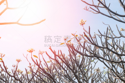 白色,黄色,白昼,母亲节,背景,夏天,日光,赤素馨花,壁纸,花