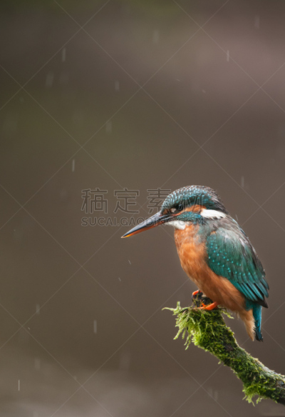翠鸟,雨,垂直画幅,鸟类,野外动物,户外,看,喙,彩色图片,枝