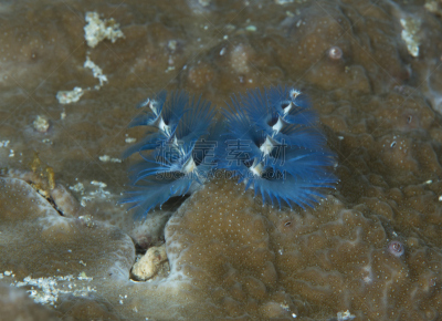 spiral gilled tubeworm,海洋,水,水平画幅,无人,水下,布纳肯岛,特写,苏拉威西,热带气候