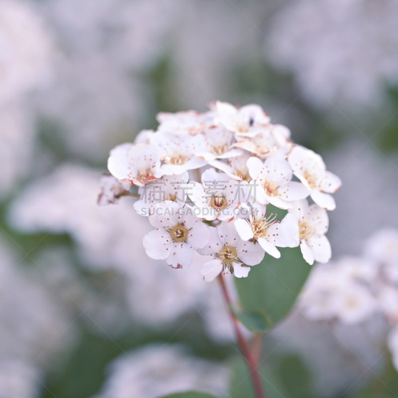 Spiraea x vanhouttei â Van Houtte's spiraea