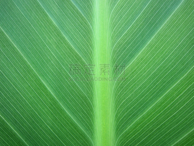 选择对焦,绿色,香蕉叶,线条,短发,自然,图像聚焦技术,水平画幅,纹理效果,无人