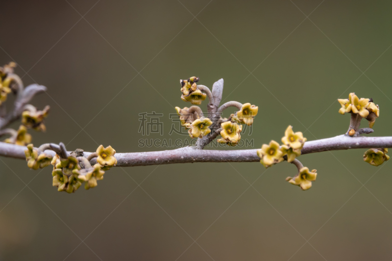 冬天,花瓣,榛子树,女巫,清新,法国,自然美,生物,户外活动,植物