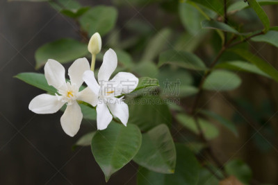 奥蒂斯,仅一朵花,千金子藤,植物,水平画幅,无人,植物学,清新,特写,花瓣