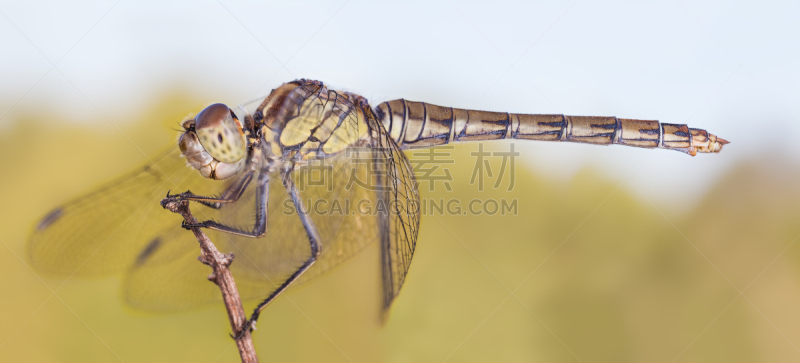 蜻蜓,撇水蜻蜓,蜻蜓目,自然,野生动物,水平画幅,无人,全景,科学,生长