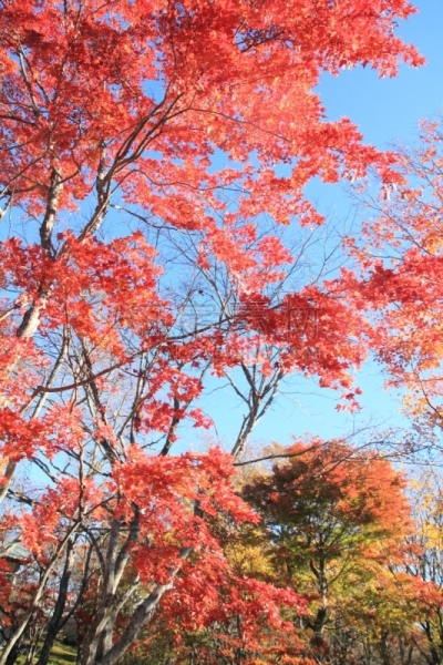叶子,山梨县,秋天,日本,清里明良,苏格兰高地,垂直画幅,天空,里山,无人