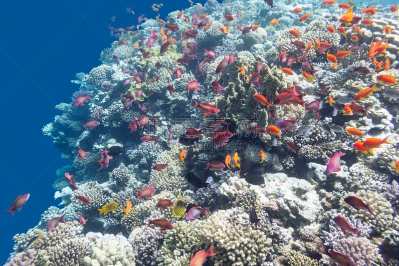 水下,礁石,鱼类,鱼群,anthias fish,水,水平画幅,水肺潜水,埃及,野外动物