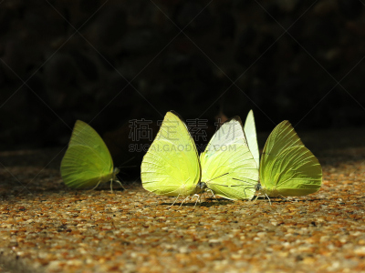 蝴蝶,黄色,水平画幅,无人,2015年,动物,云硫蝴蝶,昆虫,摄影