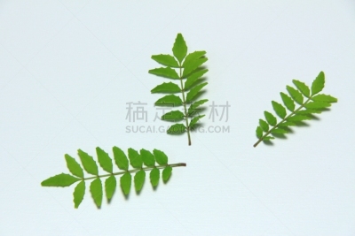 Smilax、Decoration, for synthesis